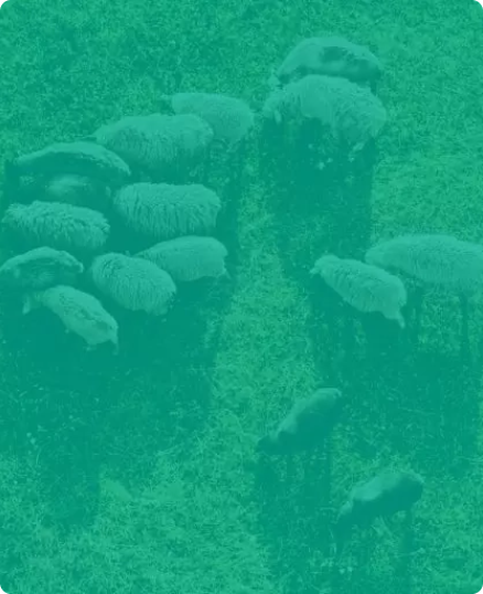 Livestock Monitoring